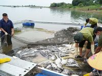Hơn 100 tấn cá bè trên hồ Trị An bất ngờ chết hàng loạt
