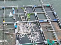 Đồng Nai: Hơn 100 tấn cá chết nổi trắng các lồng bè trên mặt hồ Trị An
