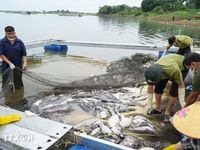 Đồng Nai: Hơn 100 tấn cá chết nổi trắng các lồng bè trên mặt hồ Trị An