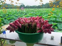 Hương sen gọi mùa