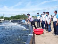 Từ đồng vốn đến công nghệ số: Hệ sinh thái hỗ trợ nông dân ngày càng hoàn thiện