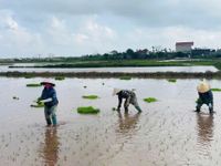 Nông dân hối hả xuống đồng gieo cấy lúa vụ Mùa