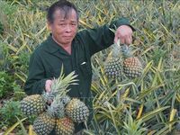 Thanh Hóa: Dứa chín đỏ đồi, giá giảm sâu