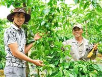 Gia Lai chuyển hướng sản xuất nông nghiệp xanh