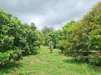 Gia Lai chuyển hướng sản xuất nông nghiệp xanh