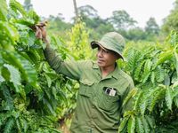 Gia Lai chuyển hướng sản xuất nông nghiệp xanh