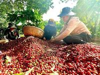 Giá nông sản hôm nay (12/6): Giá cà phê bật tăng, hồ tiêu neo ở mức cao