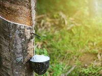Giá nông sản hôm nay (12/6): Giá cà phê bật tăng, hồ tiêu neo ở mức cao