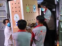 Sáu cá thể sếu đầu đỏ vượt hành trình 19 giờ, về Vườn quốc gia Tràm Chim khỏe mạnh