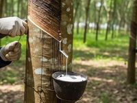 Giá nông sản hôm nay (6/7): Giá cà phê tăng mạnh, hồ tiêu lao dốc