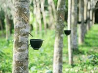 Giá nông sản hôm nay (7/7): Giá cà phê và hồ tiêu ổn định