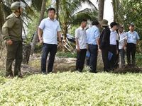 Đồng Tháp huy động ngành chuyên môn tìm nguyên nhân vụ rau màu thiệt hại bất thường