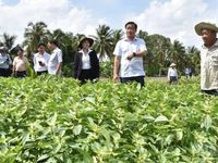 Đồng Tháp huy động ngành chuyên môn tìm nguyên nhân vụ rau màu thiệt hại bất thường