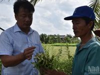 Đồng Tháp huy động ngành chuyên môn tìm nguyên nhân vụ rau màu thiệt hại bất thường