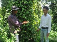 Tìm giải pháp phát triển bền vững ngành hàng hồ tiêu Lâm Đồng
