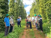 Tìm giải pháp phát triển bền vững ngành hàng hồ tiêu Lâm Đồng