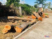 Loạt cây xanh 20 năm tuổi tại trụ sở dôi dư ở Gia Lai bị đốn hạ, xã báo cáo lý do