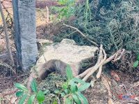 Loạt cây xanh 20 năm tuổi tại trụ sở dôi dư ở Gia Lai bị đốn hạ, xã báo cáo lý do