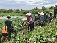 Bộ đội về làng, Sao Vàng đường sáng, bản quang