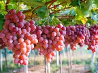 Những loại quả có dưỡng chất nằm ở phần vỏ, nhiều người không biết vẫn hay vứt đi