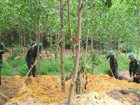 Quy tập 13 hài cốt liệt sĩ thuộc Trung đoàn 88, Sư đoàn 308