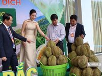 Lễ hội Sầu riêng Đắk Lắk 2026: Nữ bí thư xã cùng livestream bán hàng cho người dân, doanh nghiệp