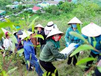 Hơn 1.000 người chung sức tái tạo dòng chữ 'BÁC HỒ SỐNG MÃI' trên núi Nhón