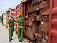 Gia Lai phá vụ giấu gần 1,2 tấn ngà voi trong lô gỗ từ Congo
