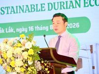 Gỡ điểm nghẽn, nâng tầm chuỗi giá trị sầu riêng Đắk Lắk