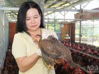Cần Thơ đưa công nghệ và kinh tế tuần hoàn vào sản xuất nông nghiệp