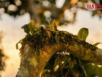 Khát vọng vươn tầm của thương hiệu chè di sản:Kỳ 3 - Đánh thức giá trị di sản chè cổ Thái Nguyên trên bản đồ du lịch