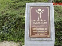 Khát vọng vươn tầm của thương hiệu chè di sản:Kỳ 3 - Đánh thức giá trị di sản chè cổ Thái Nguyên trên bản đồ du lịch