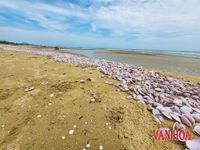 Xác ngao tím phủ dày bãi biển Hà Tĩnh