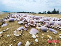 Xác ngao tím phủ dày bãi biển Hà Tĩnh