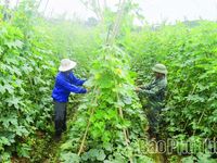 Biến chất thải thành tài nguyên: Giá trị kép từ nông nghiệp tuần hoàn