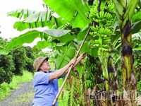 Biến chất thải thành tài nguyên: Giá trị kép từ nông nghiệp tuần hoàn