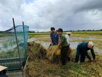 Lội ruộng, giúp dân chạy đua với mưa để cứu lúa