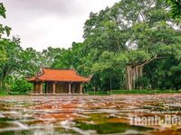 Cây đa - thị hơn 300 tuổi và