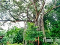 Cây đa - thị hơn 300 tuổi và