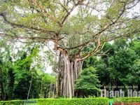 Cây đa - thị hơn 300 tuổi và