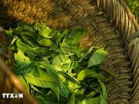 Ứng dụng công nghệ nâng cao giá trị chè Shan tuyết Suối Giàng