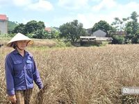 Lũ dữ rút đi, nước mắt nông dân ở lại