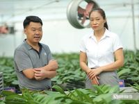 Thanh Hóa: Công nghệ vào ruộng, nông sản tìm đường ra thị trường