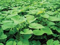 Loại rau lớn nhanh như thổi, giàu dưỡng chất, nhiều bà nội trợ ưa chuộng