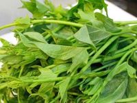 Loại rau lớn nhanh như thổi, giàu dưỡng chất, nhiều bà nội trợ ưa chuộng