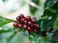 Giá nông sản hôm nay (8/10): Giá cà phê bật tăng, thịt lợn tiếp tục xu hướng giảm