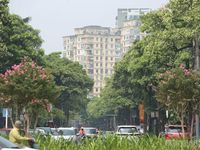 Cận cảnh những tuyến đường trồng nhiều hoa sữa nhất Hà Nội, 600m có hơn 130 cây
