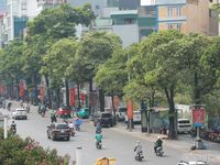 Cận cảnh những tuyến đường trồng nhiều hoa sữa nhất Hà Nội, 600m có hơn 130 cây