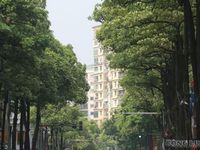 Cận cảnh những tuyến đường trồng nhiều hoa sữa nhất Hà Nội, 600m có hơn 130 cây