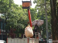 Hà Nội cắt tỉa 992 cây hoa sữa trên 13 tuyến đường